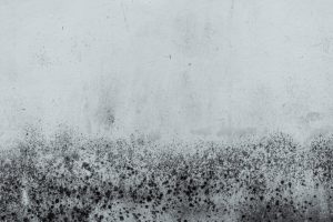 Alternaria, Aspergillus e oltre: come i diversi tipi di muffa influenzano la salute