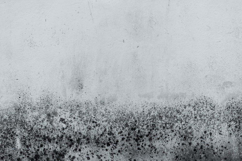 Alternaria, Aspergillus e oltre: come i diversi tipi di muffa influenzano la salute